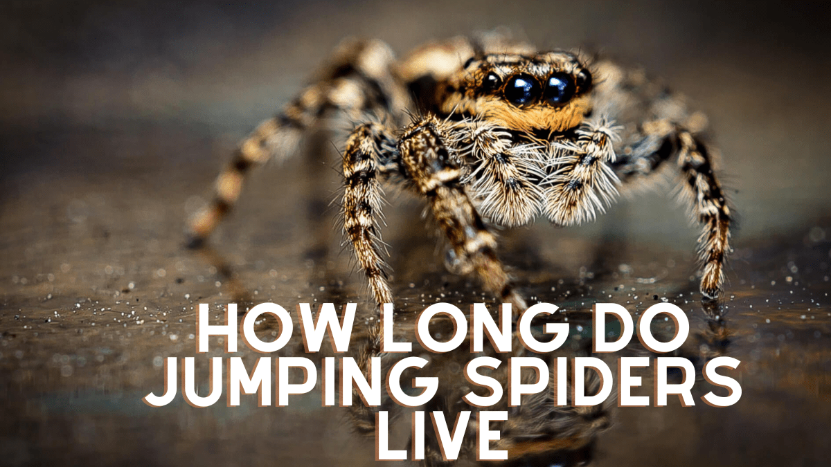 Discover How Long Do Jumping Spiders Live Astonishing Facts!