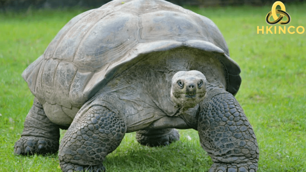 how long do tortoises live