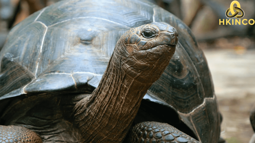 how long do tortoises live