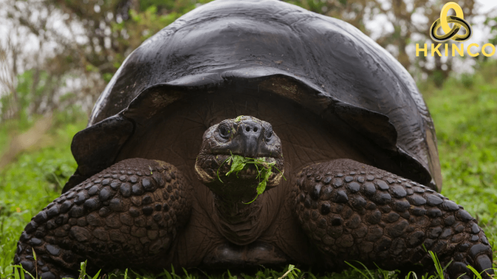 how long do tortoises live