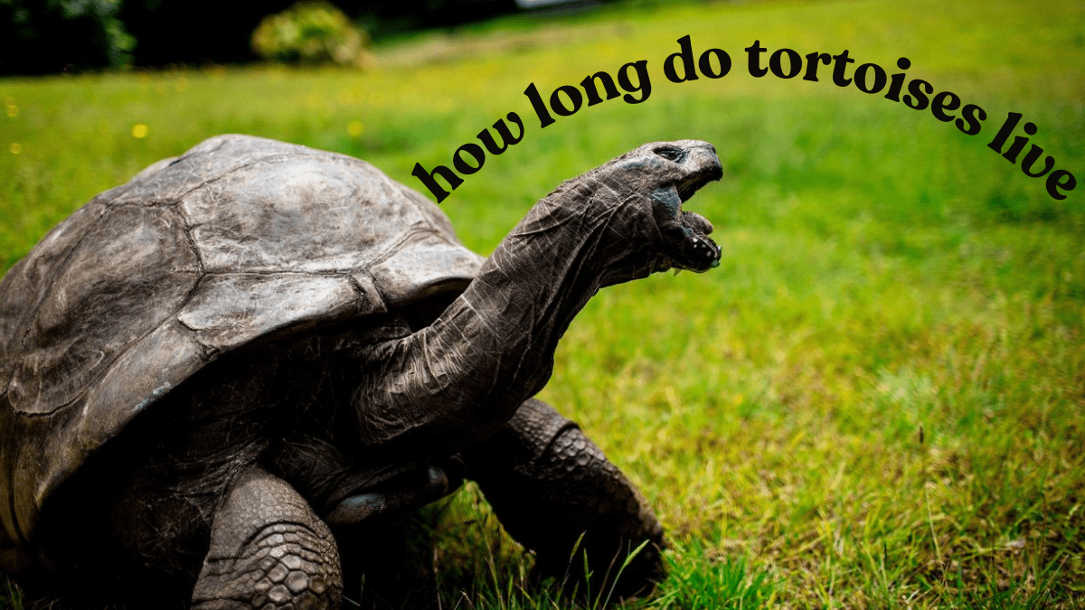 How Long Do Tortoises Live? Astonishing Facts Revealed!